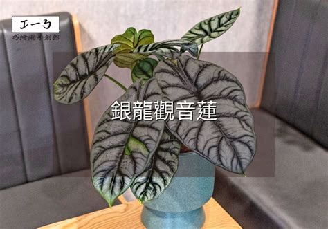 青龍植物照顧|銀龍觀音蓮完全養護手冊 專家級種植與繁殖指南 